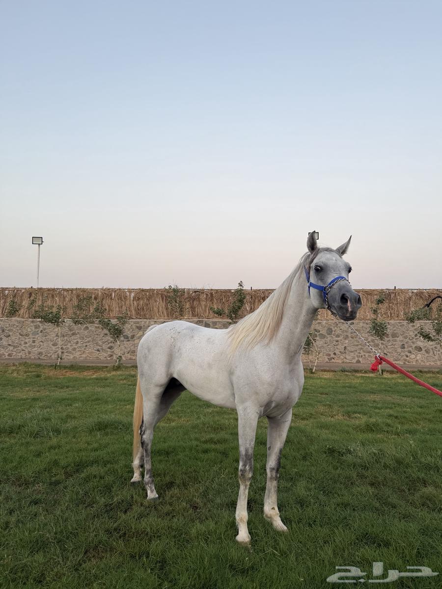 حصان الصفر للبيع العمر 6 سنوات64608228078339111