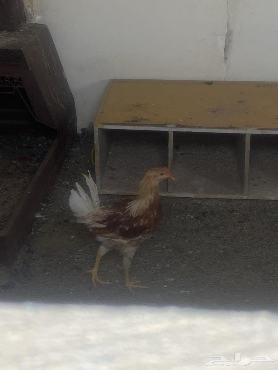 ديك تركي للبيع64609311728002110