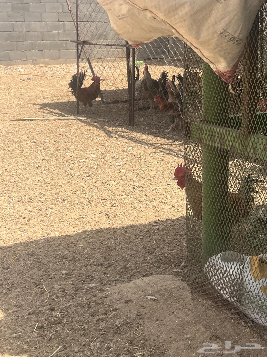دجاج بلدي وفرنسي وتركي فاخر مشروع كامل64613986684417111