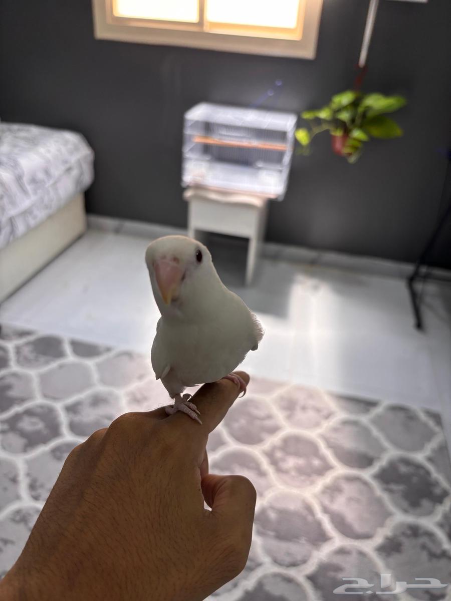 روز البينو هدد64609970452481111