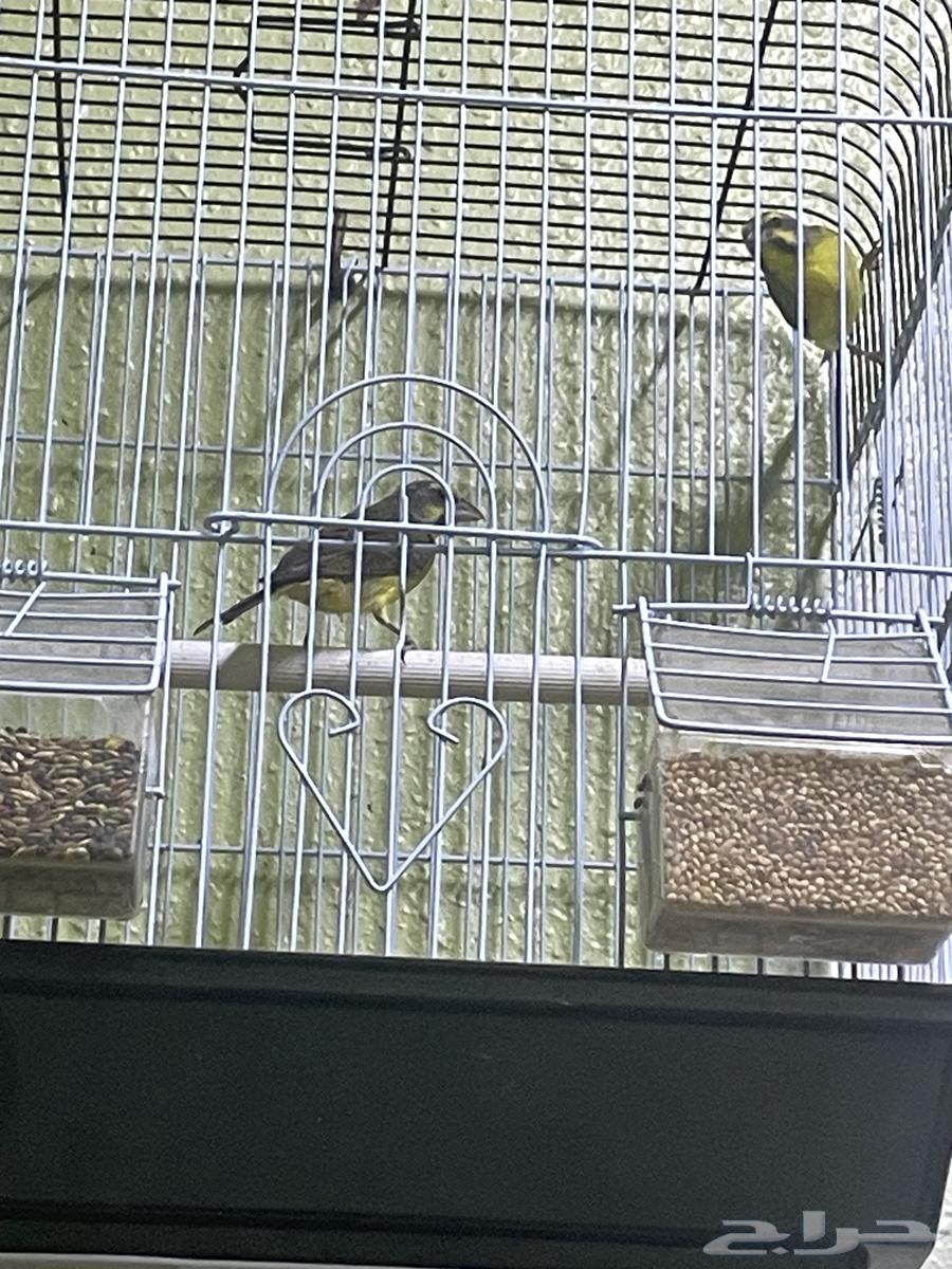 جوز الياسمين للبيع64615300445186113