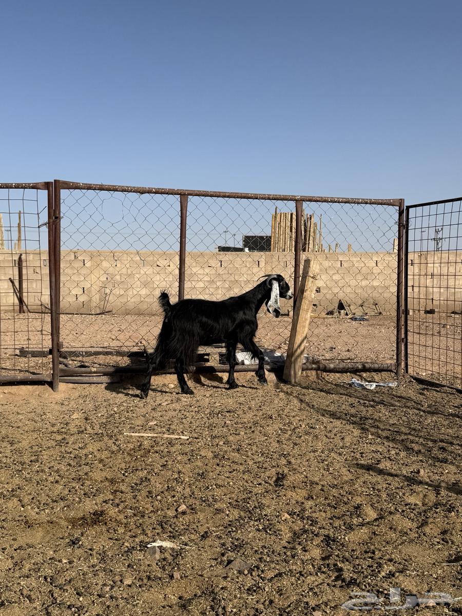 للبيع عارضيه رباعيه64611867230979110