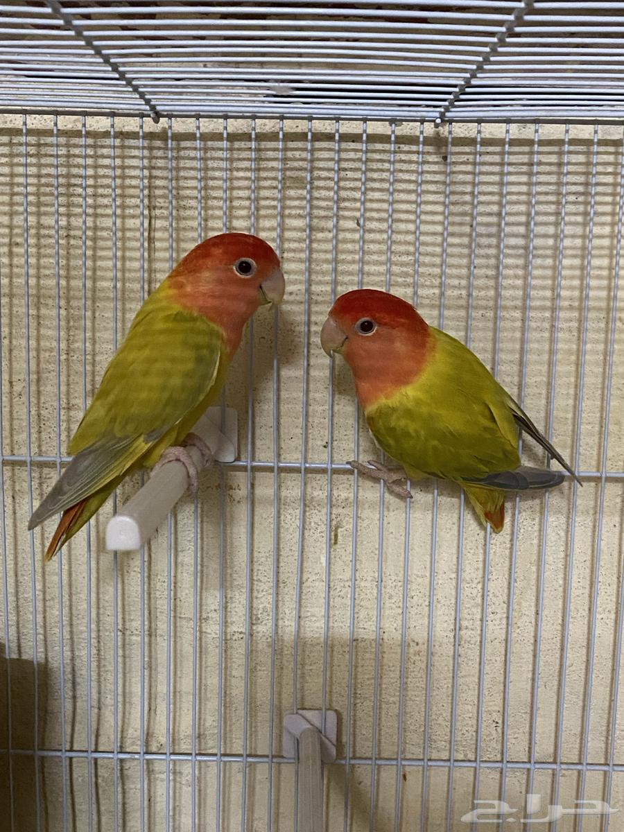 للبيع جوز روز موميز64609448201474110