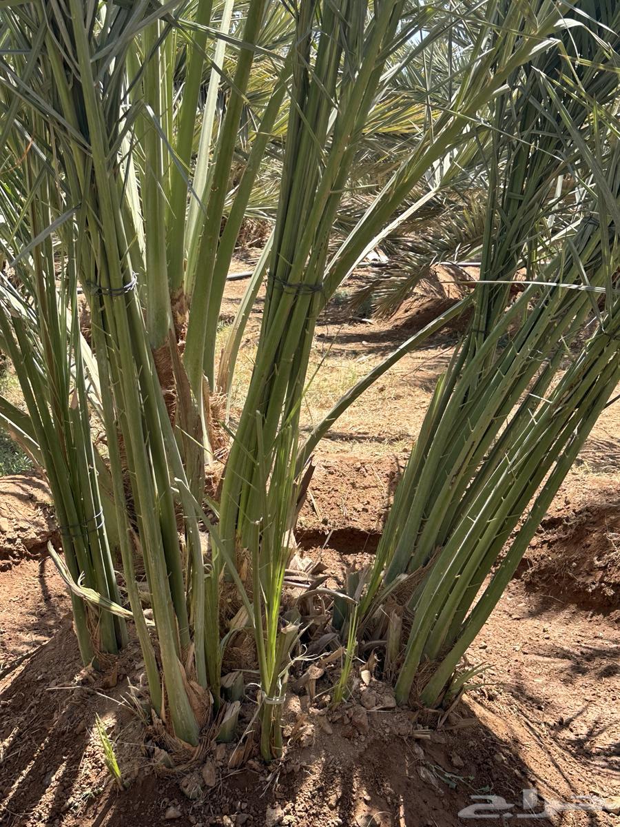 فسائل عجوة للبيع64530374063363110