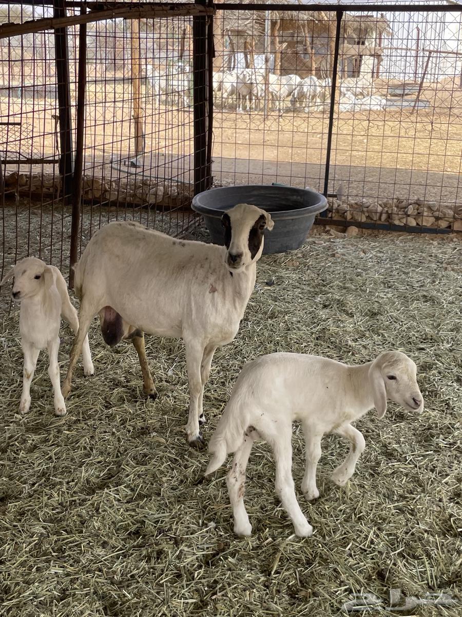 متابيع 2 وحده متاومه ووحده 164609336578689113