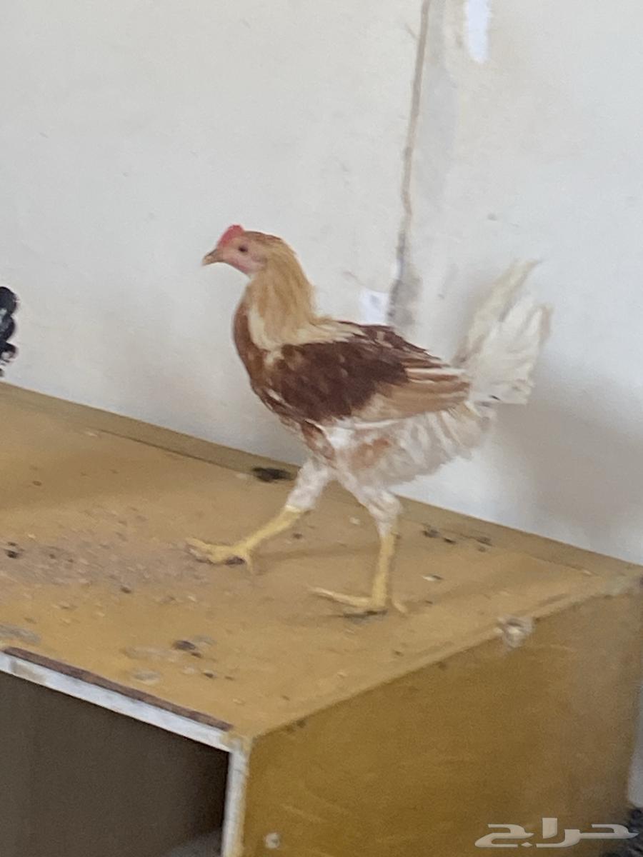 ديك تركي للبيع64609311728002112