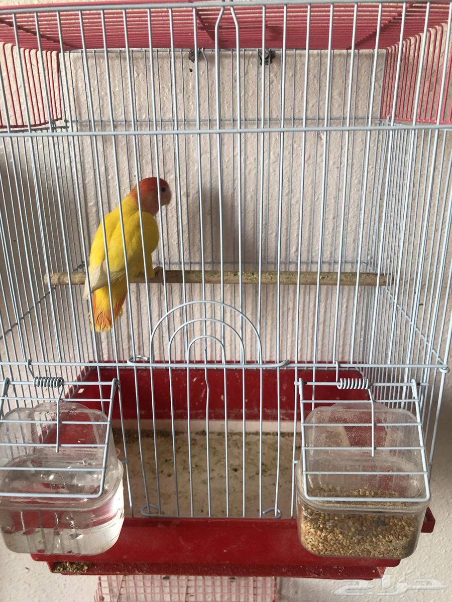 Tayr Roz64607631634306110