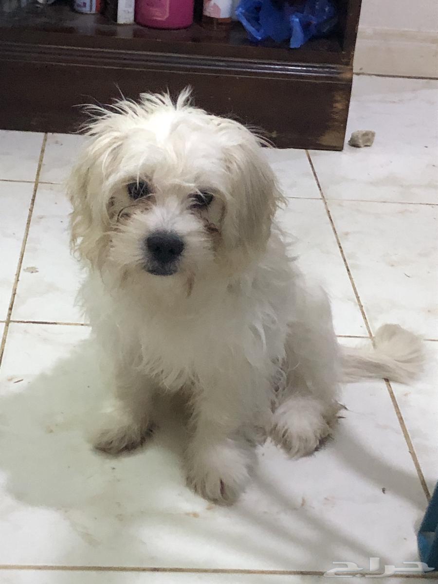 Maltes Puppy64611405279619112