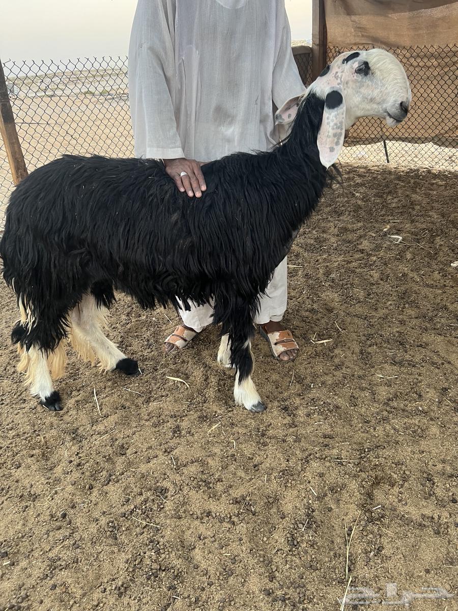 نجد صنف64584926018051114