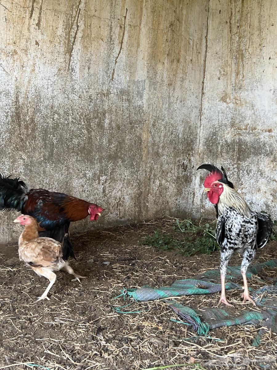 دجاج للبيع64608090823043112