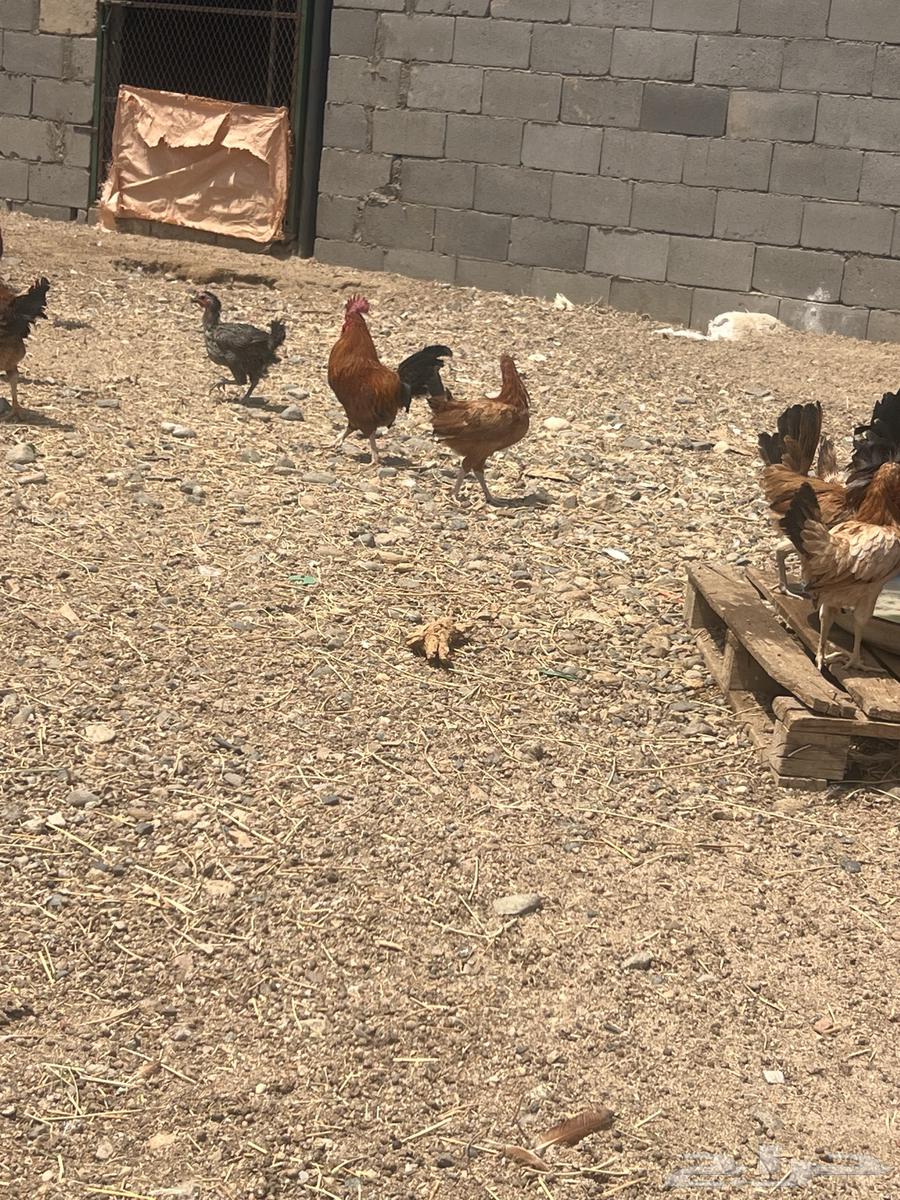 دجاج بلدي وفرنسي وتركي فاخر مشروع كامل64613986684417114