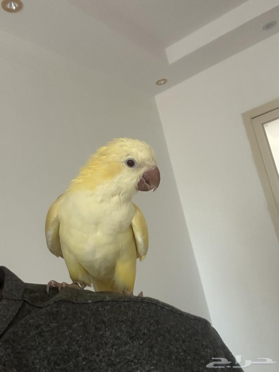 ببغاء الكويكر64608078500609110