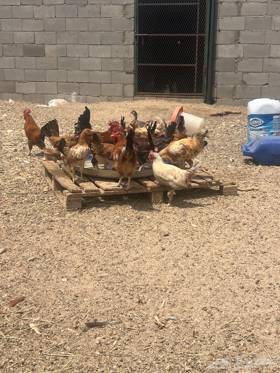 دجاج بلدي وفرنسي وتركي فاخر مشروع كامل64613986684417110