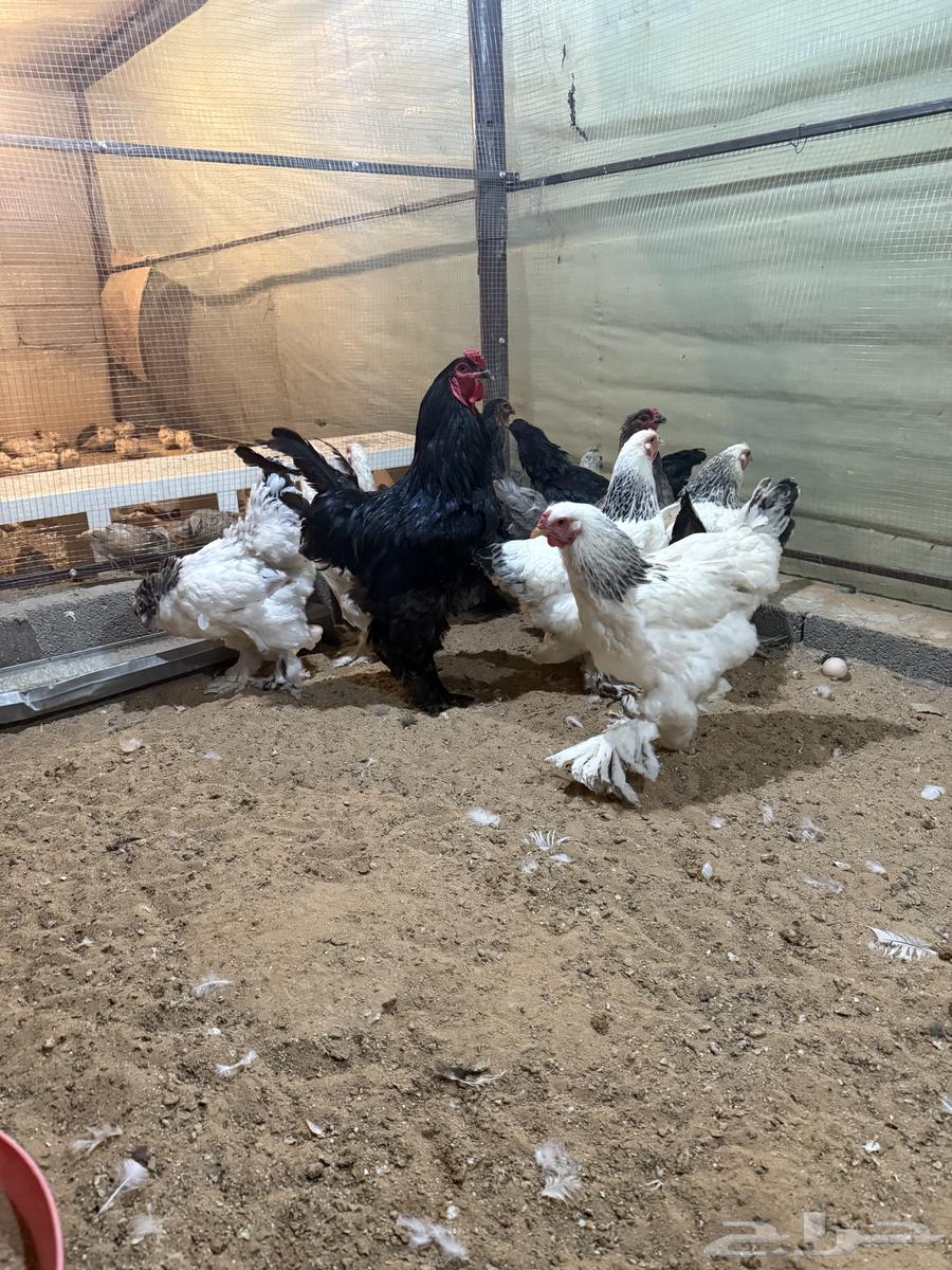 دجاج براهما64609262192770110