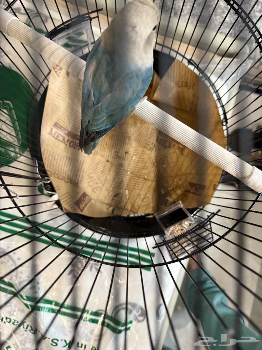 طير روز ببغاء64610691477121114