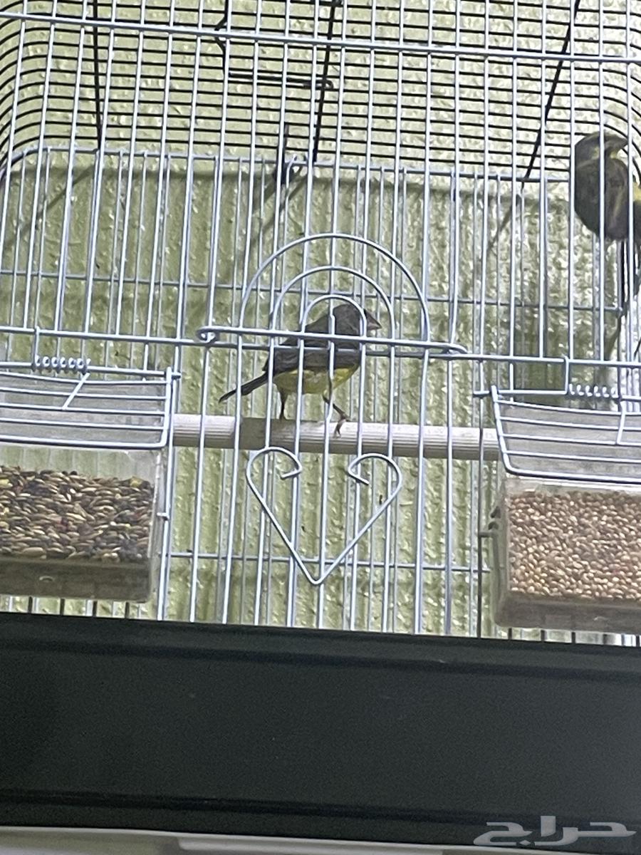 جوز الياسمين للبيع64615300445186111