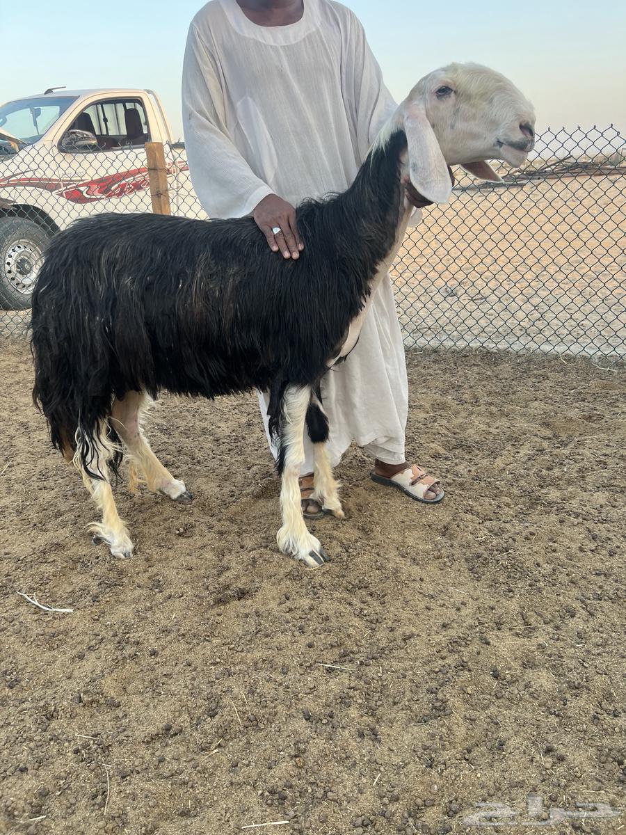 نجد صنف64584926018051110