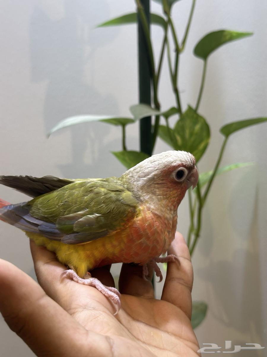 فرخ كنيور أناناس دبل رد فاكتر صبغة قوية مجنون غر64606305560705110