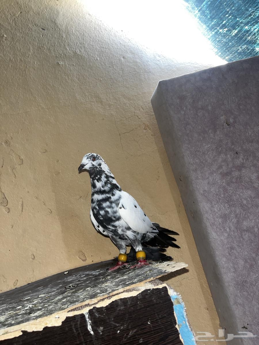 جوز حمام الأصيل64607916813697111