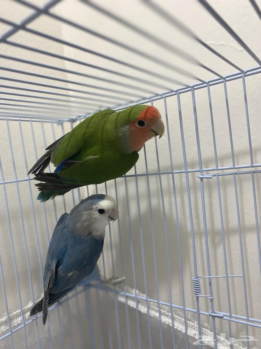 Female Gecko with Blue Color and Male Gecko with Green Color, No Accessories64616115807618111