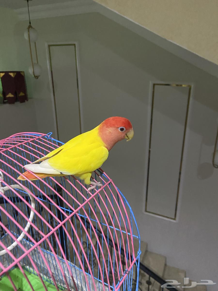 طير روز64614954705410111