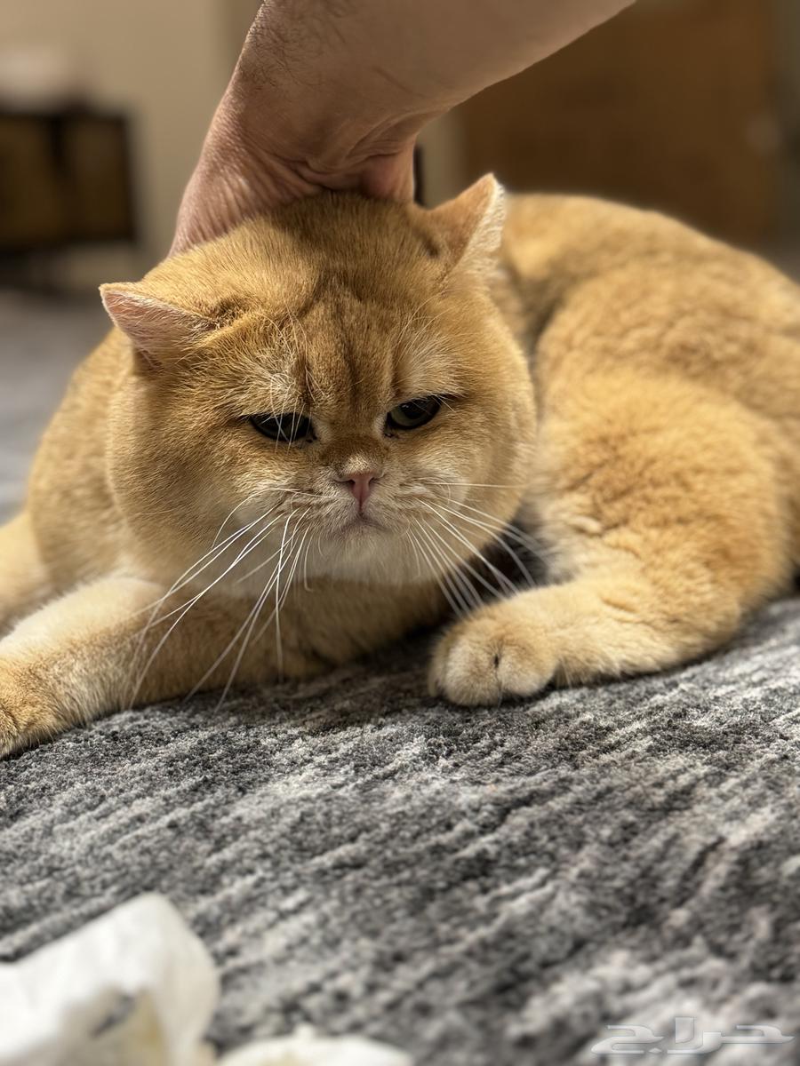 ذكر سكوتش للتزاوج او البيع يحمل شهادة نسب من المنظمة64615423716865114