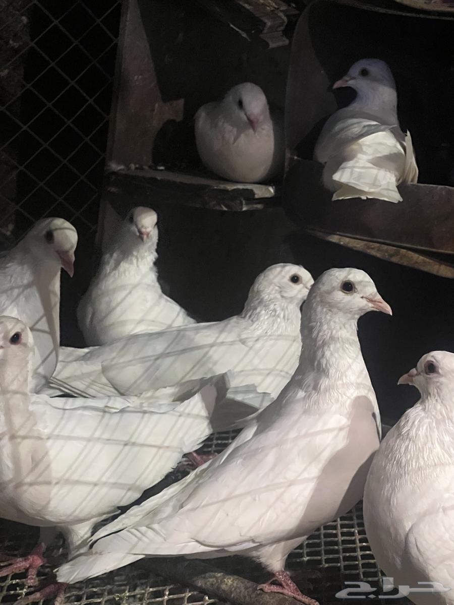 حمام فرنسي جامبو لاحم64615968247042111