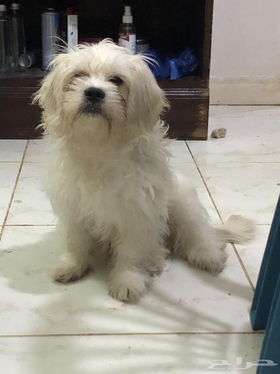 Maltes Puppy64611405279619110