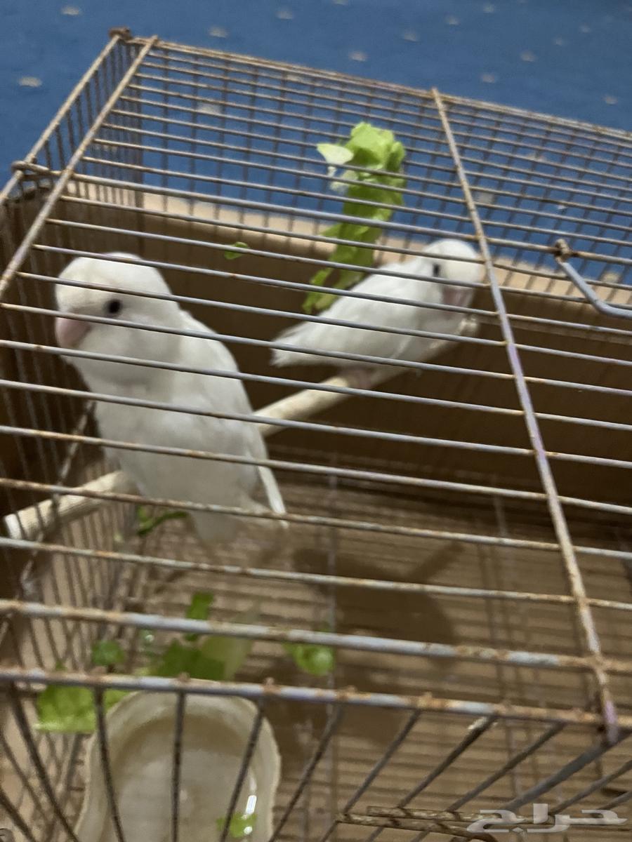 جوز روز64607744280322111