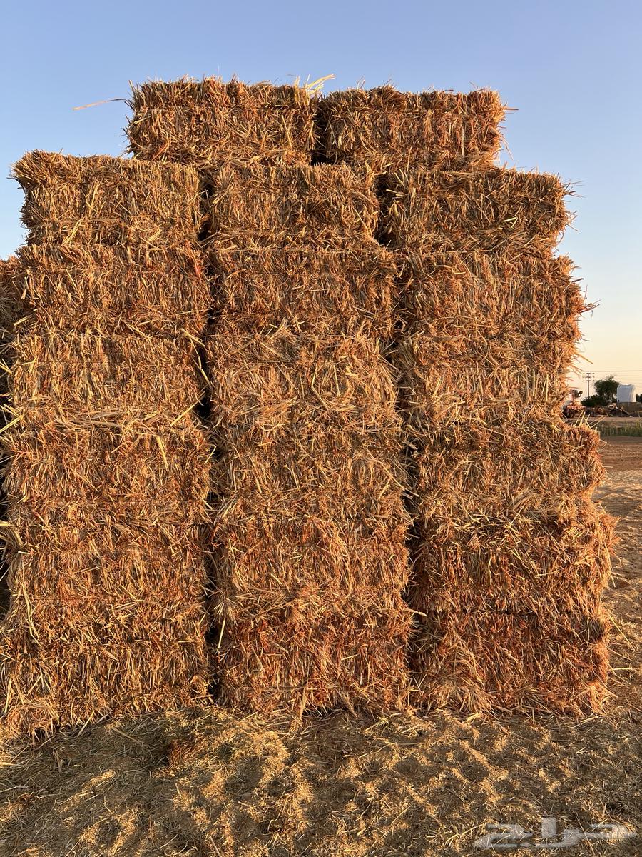 ذره جيزانيه للبيع64612412839426113