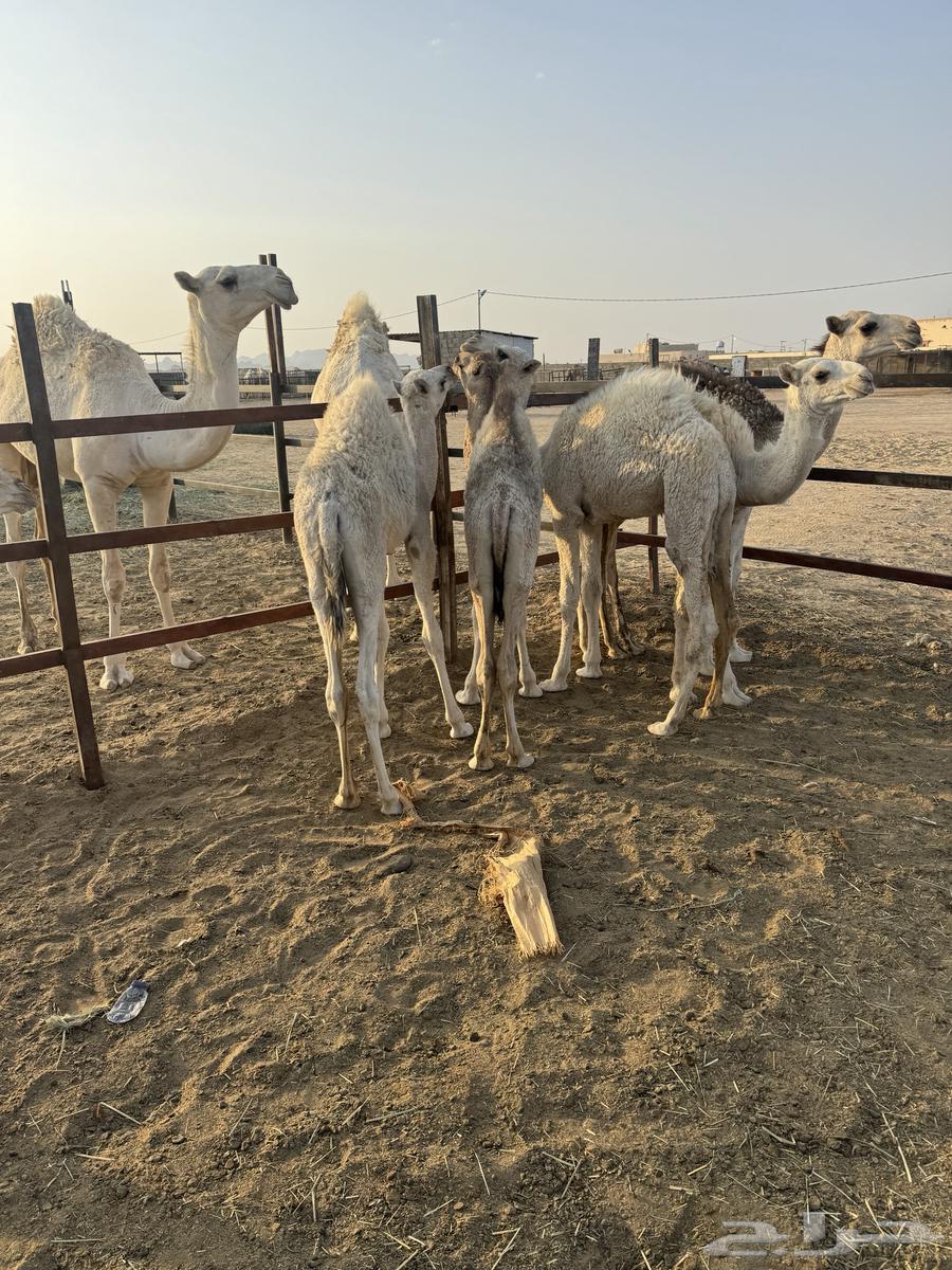 8حشوان في بيشه64613426722306110