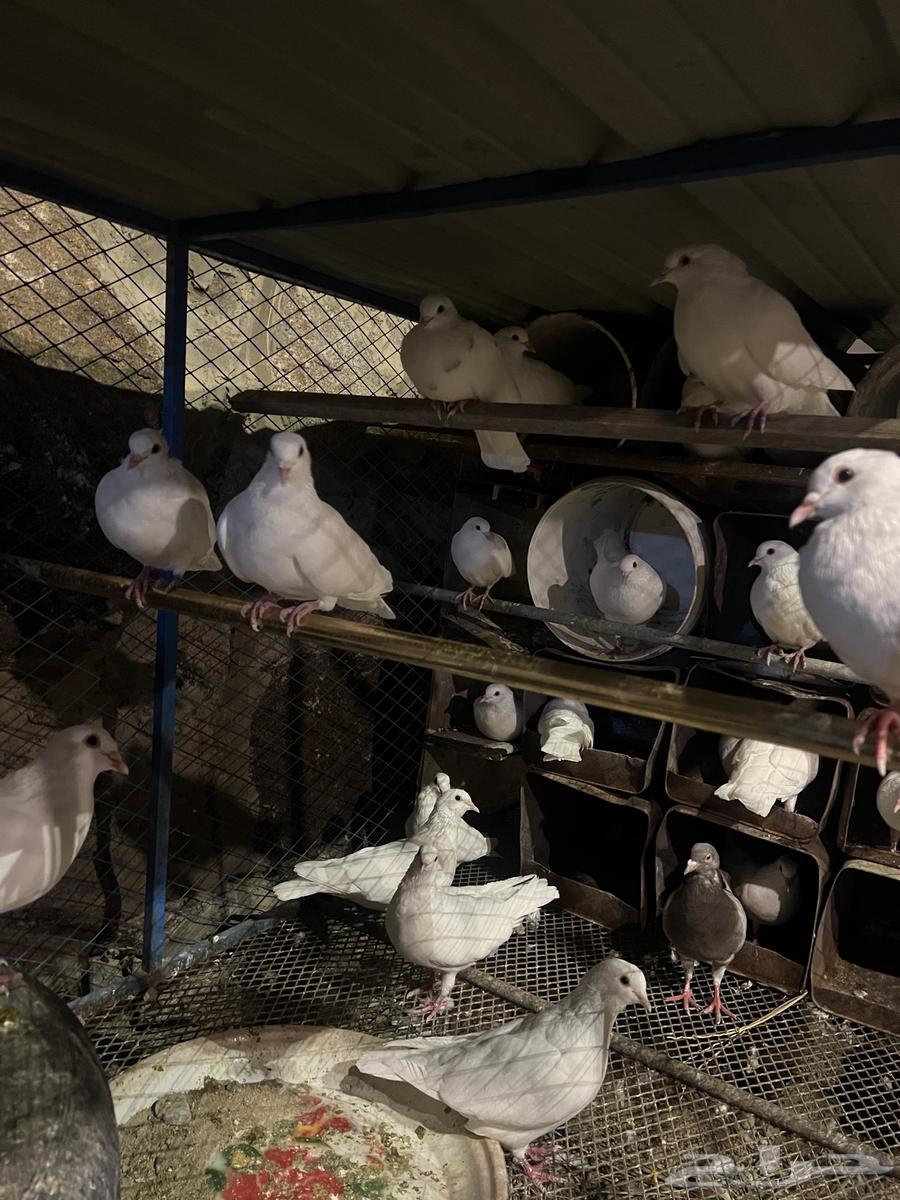 حمام فرنسي جامبو لاحم64615968247042113