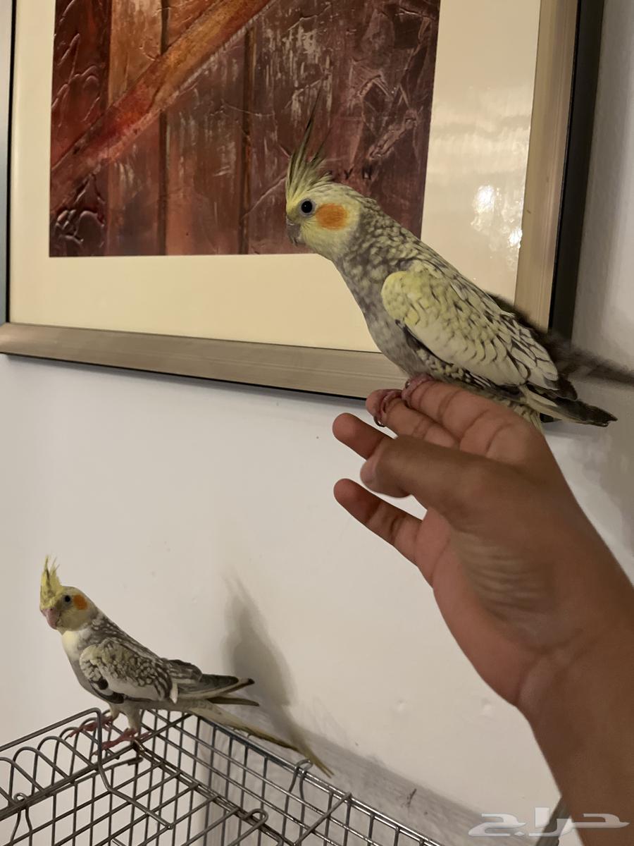 2كروان أليفين جدا64609485659906113