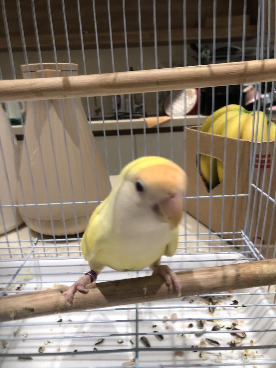 طيور زينه روز انتاج64614794686721112