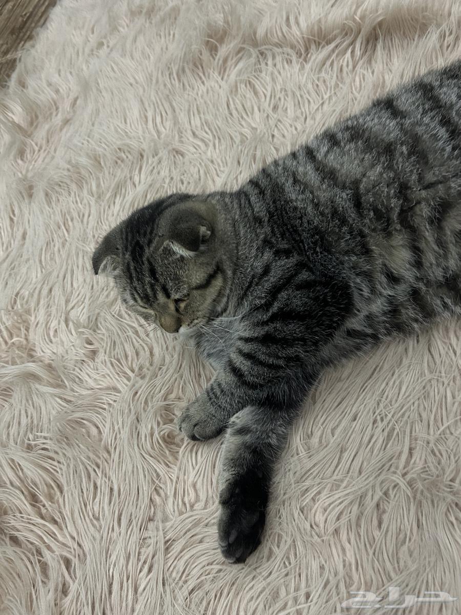 قط للبيع64615016560129113