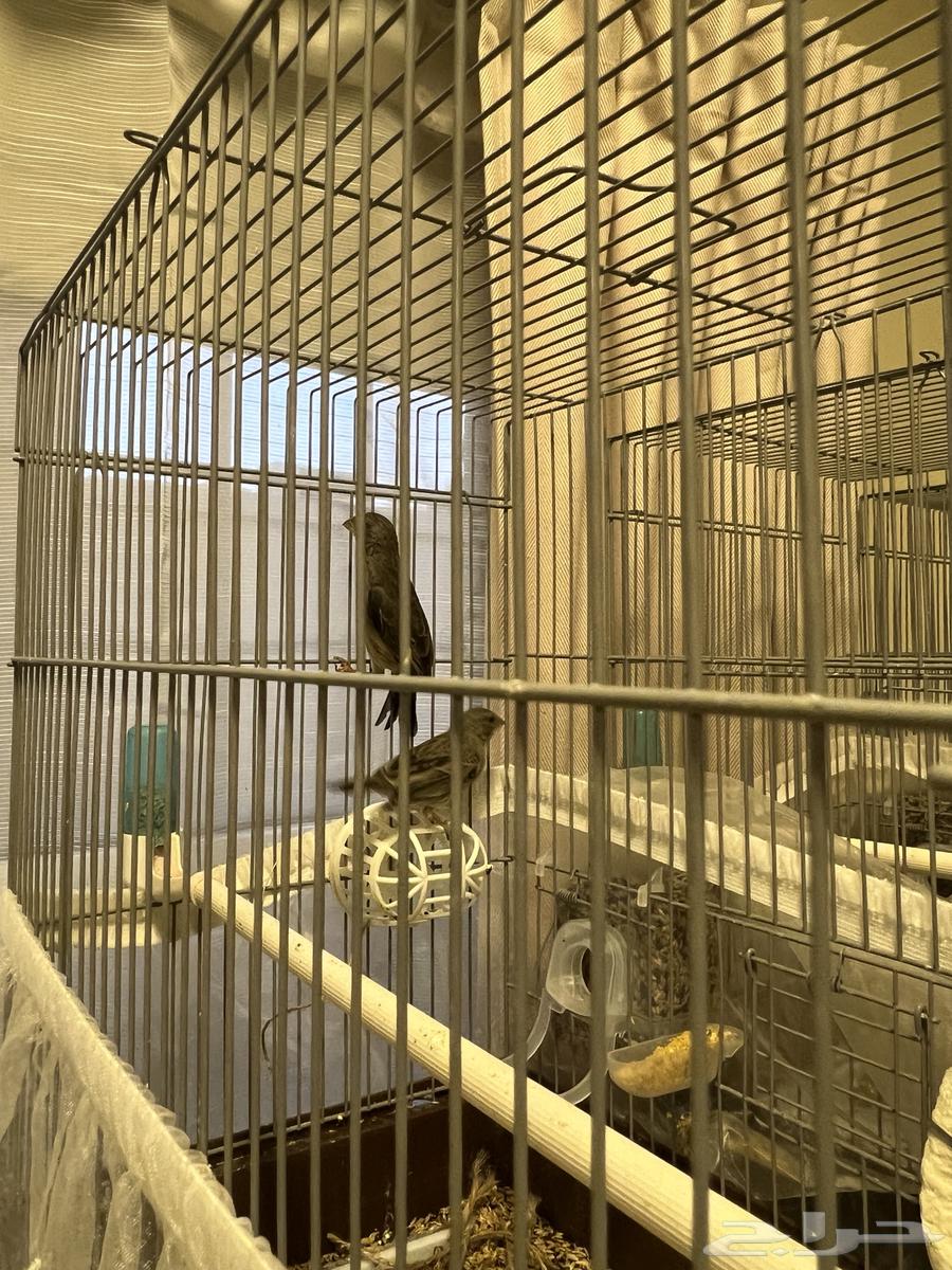 زوج ياسمين طائفي64607953741569113