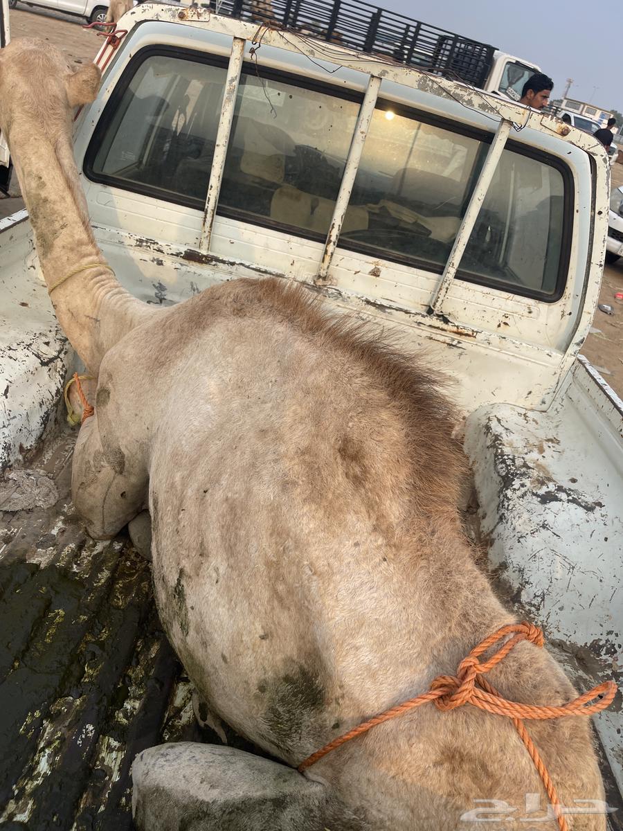 حاشي للبيع64607508622209110