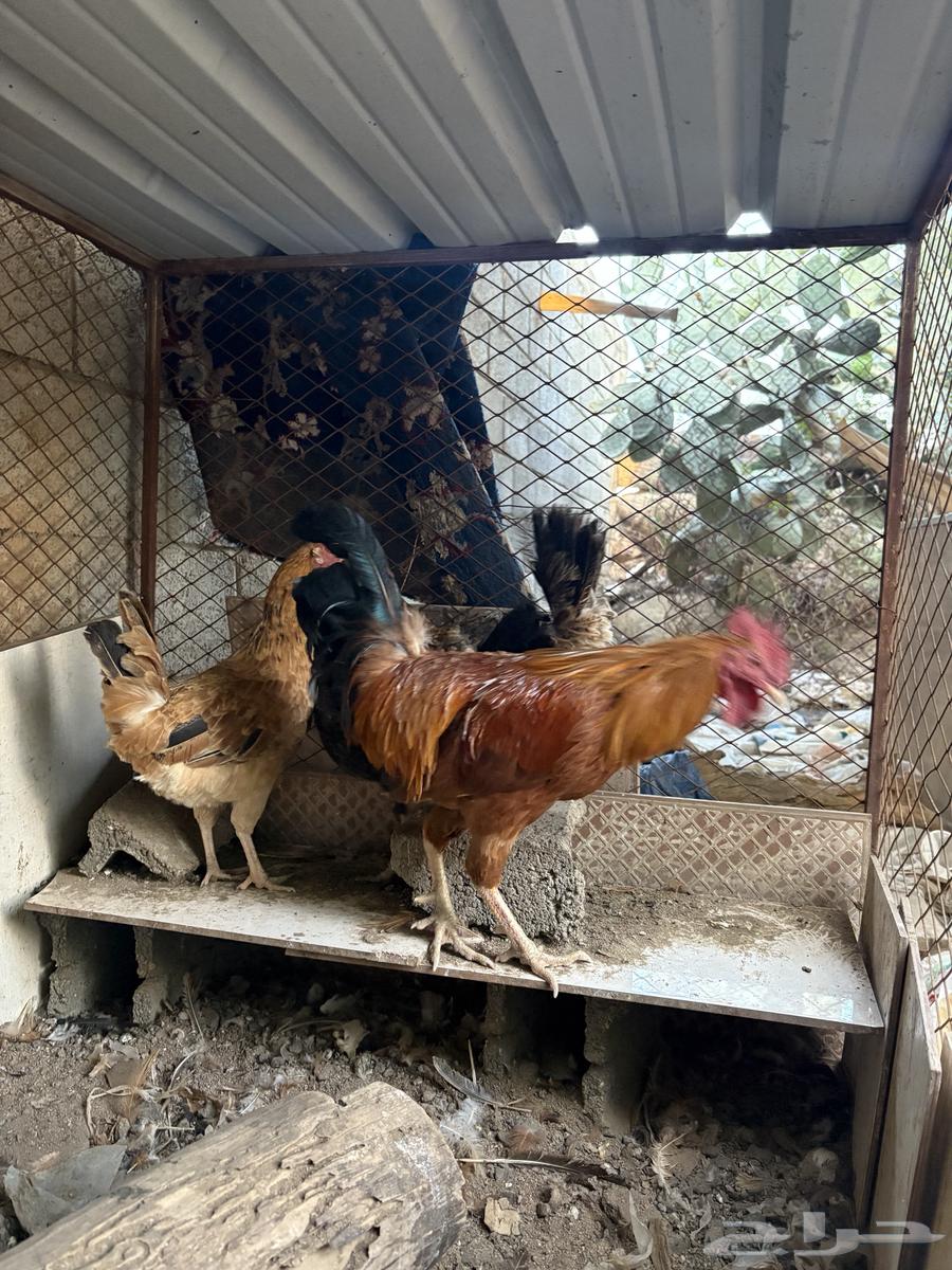 ديك و ثلاث دجاج بلدي للبيع64612264189314111