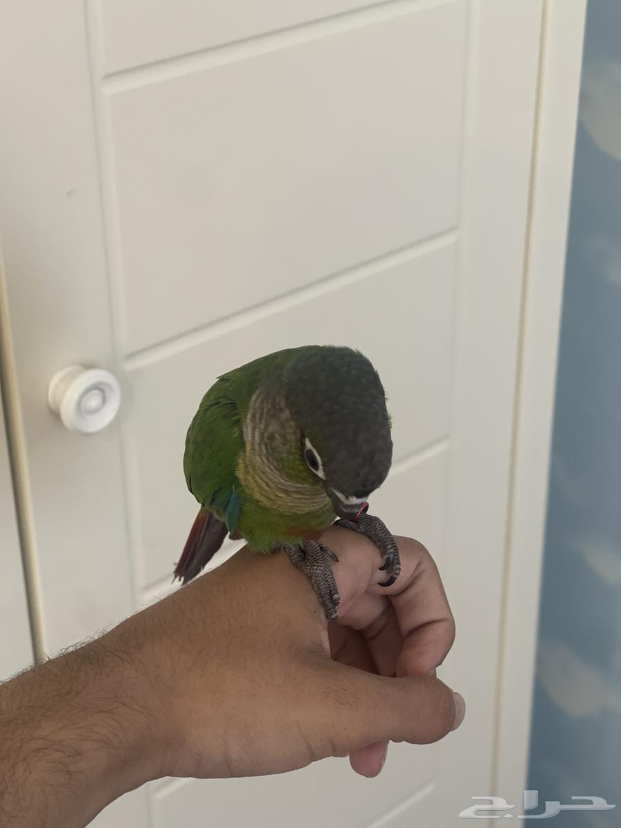 كنيور اليف هدد متكلم64608847419779111