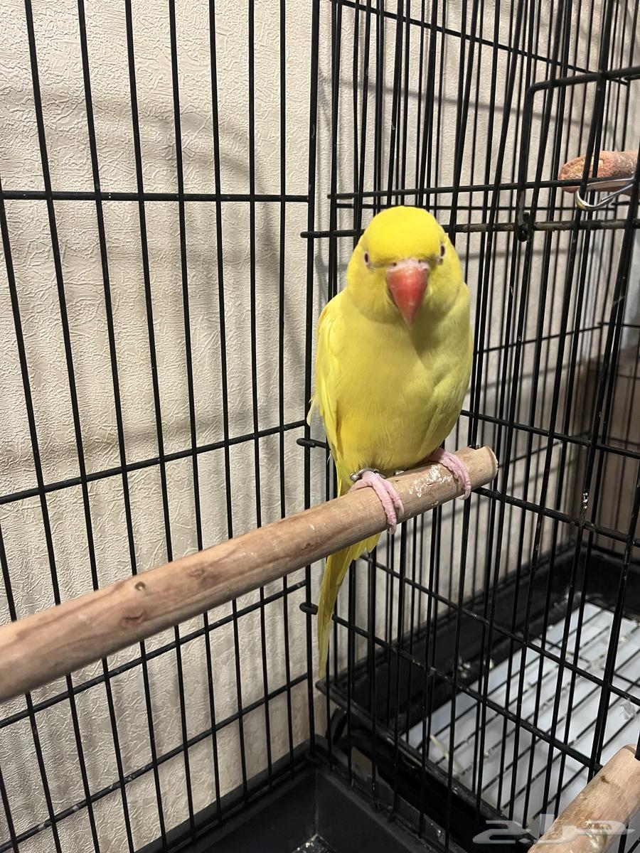 تم البيع تم البيع ذكر لاتينو عيون حمراء64612176885506113