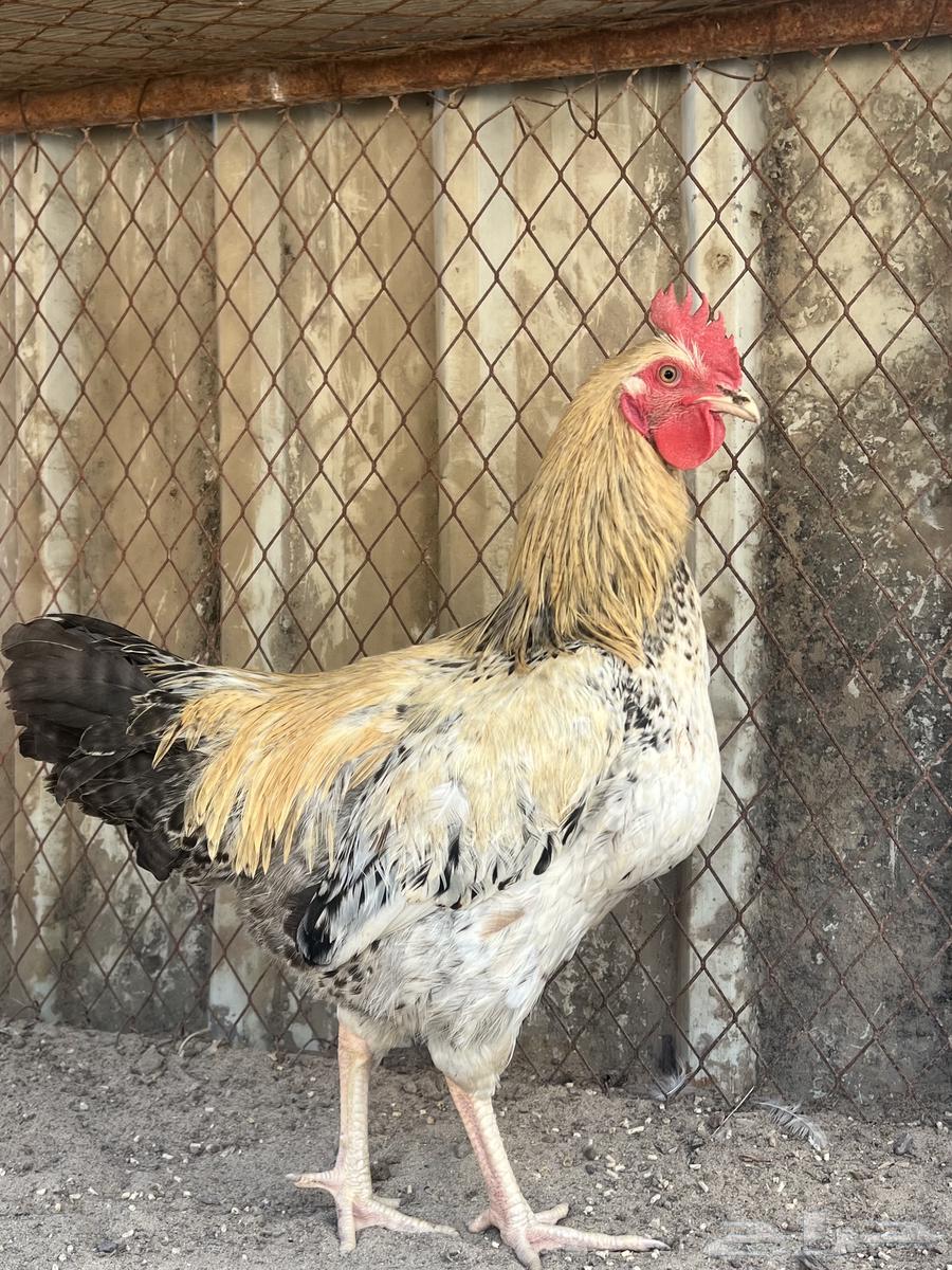 ديك لوهمان64615399032962110