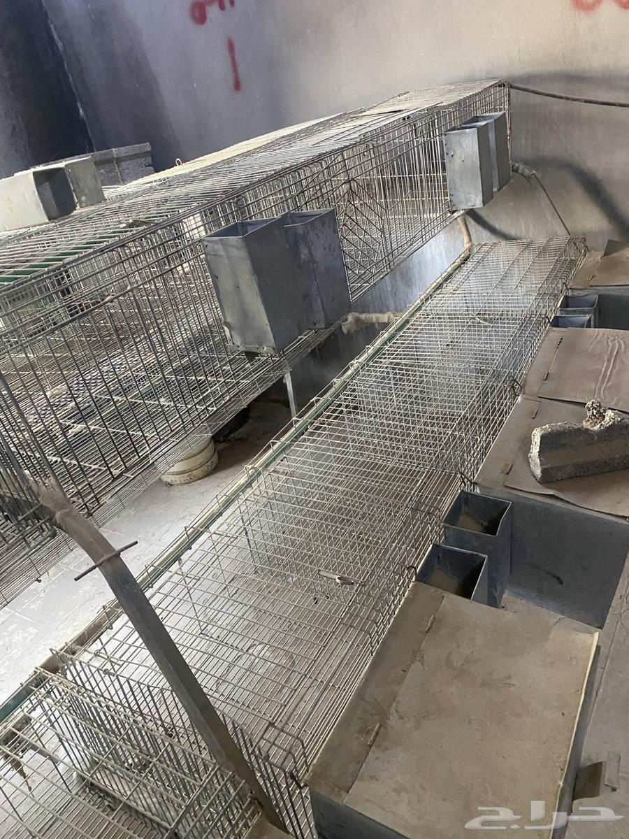 Used Rabbit Cages64613998844547112