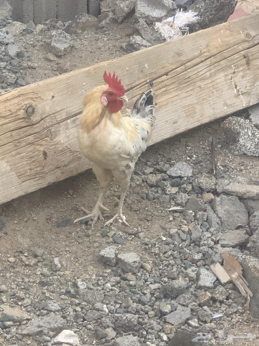 ديوك بلدي العدد 3 ديوك شرط نظافه وصحه64606204379393110