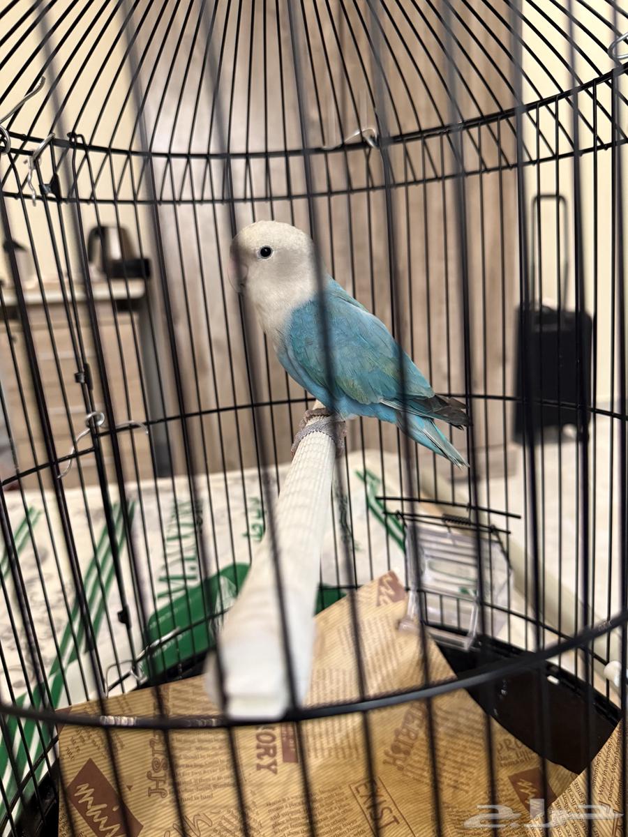 طير روز ببغاء64610691477121111