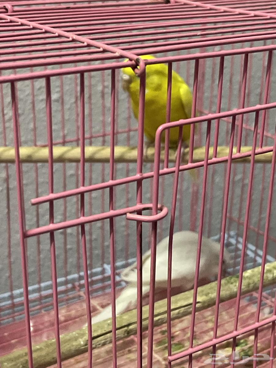 زوج بادجي هولندي منتج مع فرخين64611267497859110