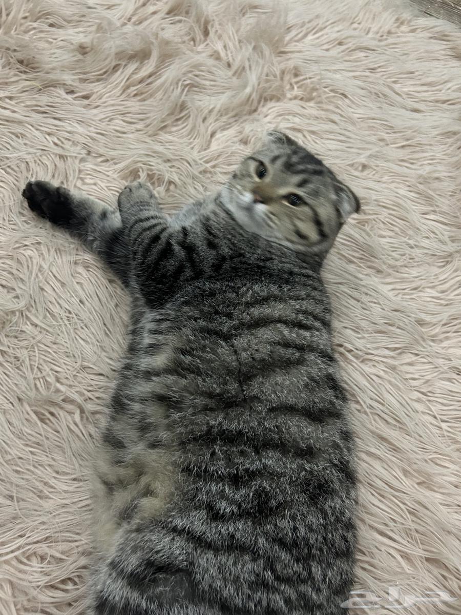 قط للبيع64615016560129111