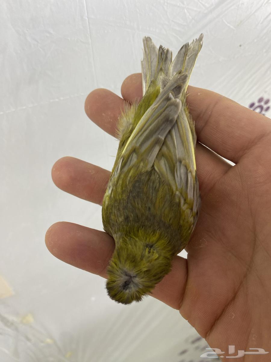 للبيع نفيه كناري64608015903619110