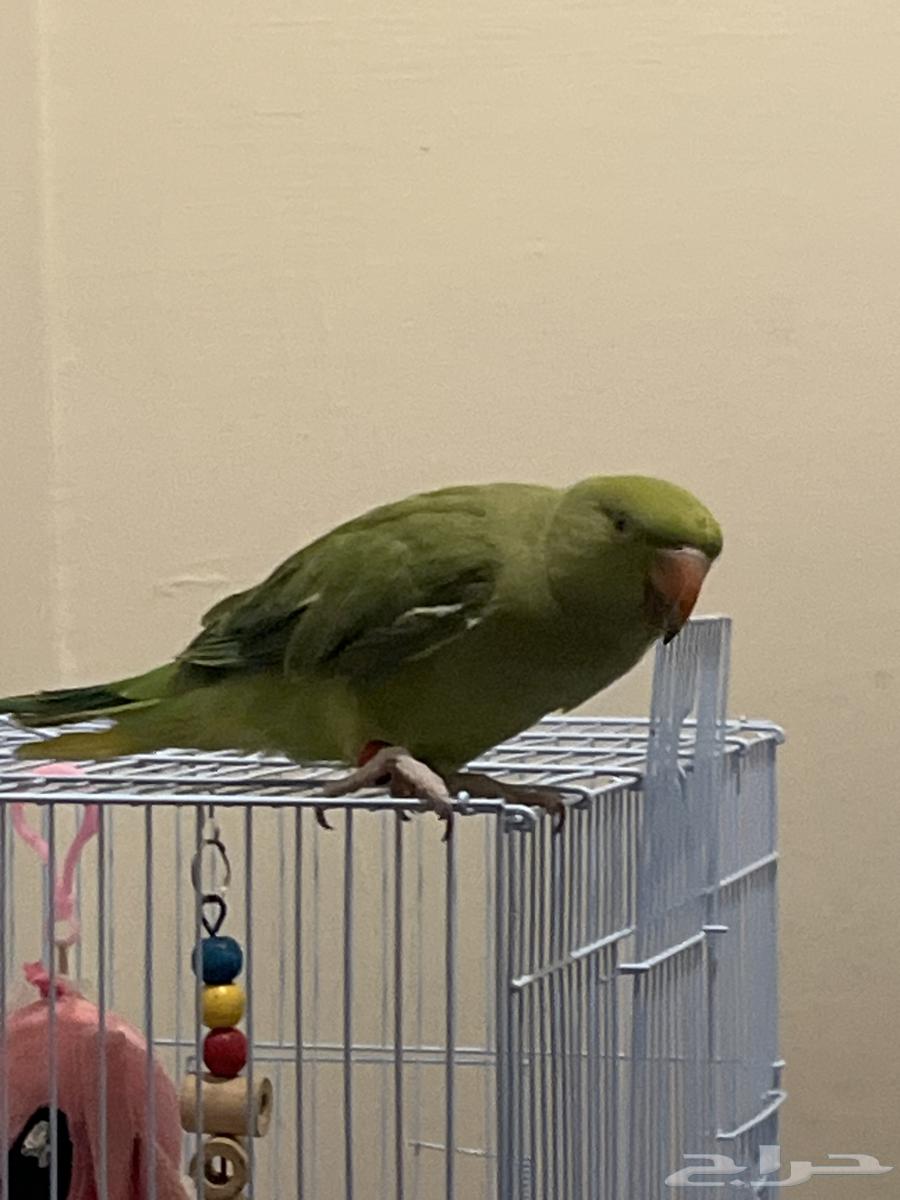 طير درة هندي عمره 7 شهور اليف64612090758530112