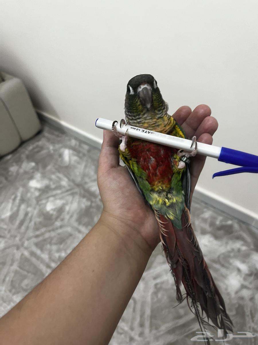 كنيور اليف البيع مستعجل سبب البيع السفر64613741040386110