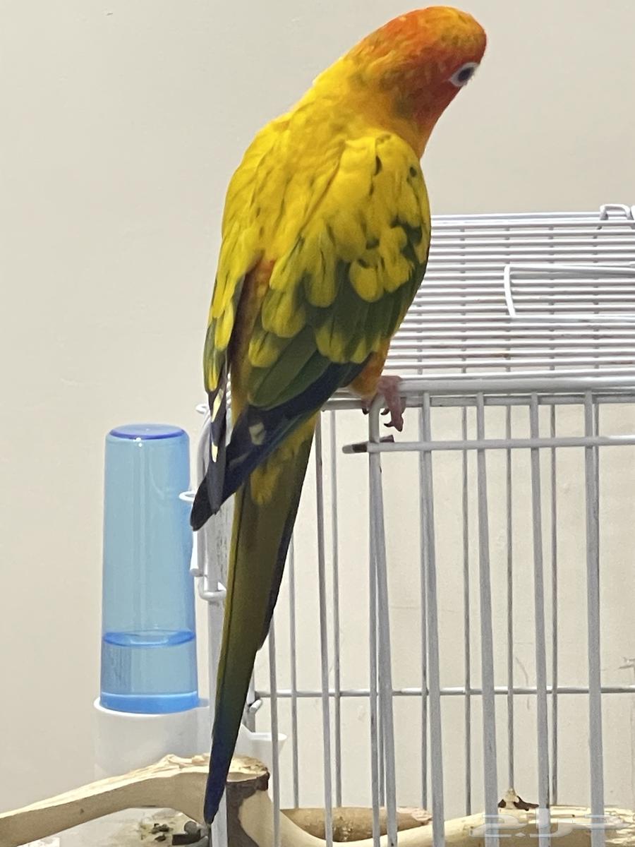 Sun Keniour Double Factor – Extremely Friendly, Indoor and Outdoor Threat64609200425859111